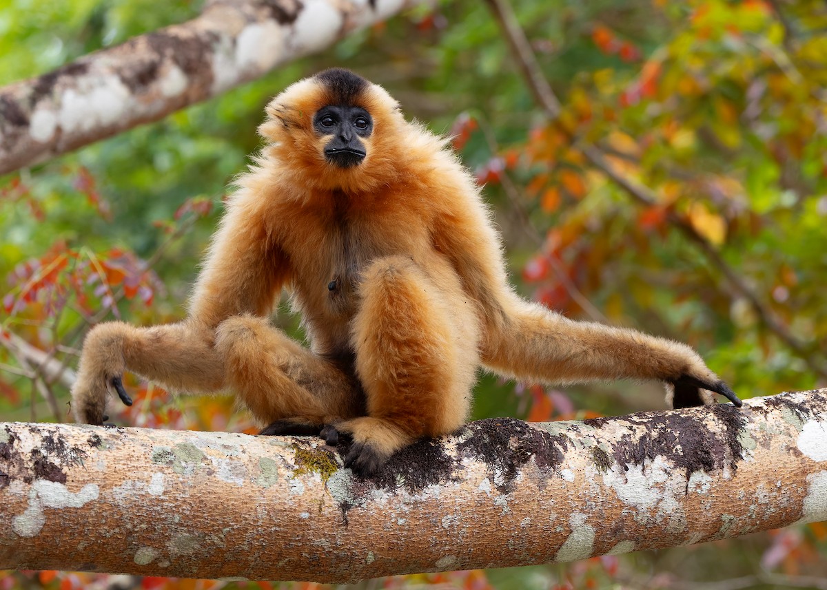 Southern Yellow-cheeked Gibbon - Ayuwat Jearwattanakanok