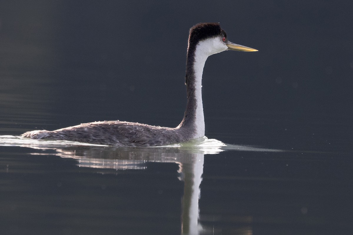 Пірникоза західна - ML637250654