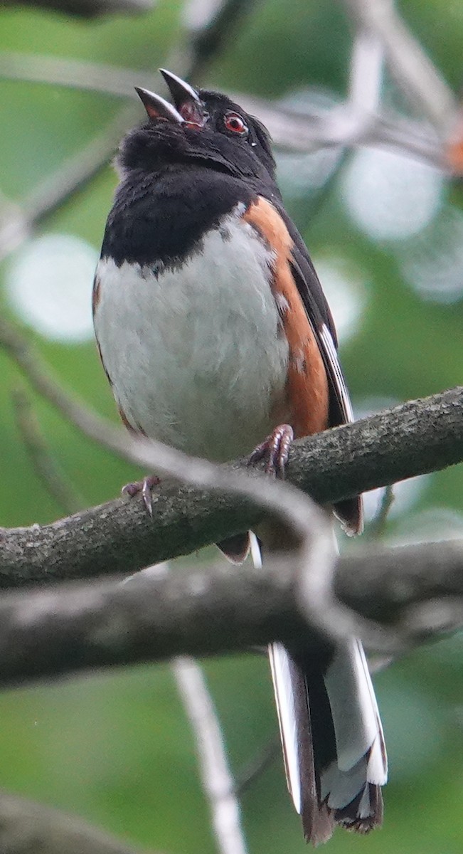 Eastern Towhee - ML637250667
