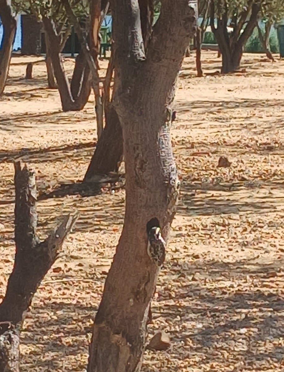Pied Barbet - ML637250730