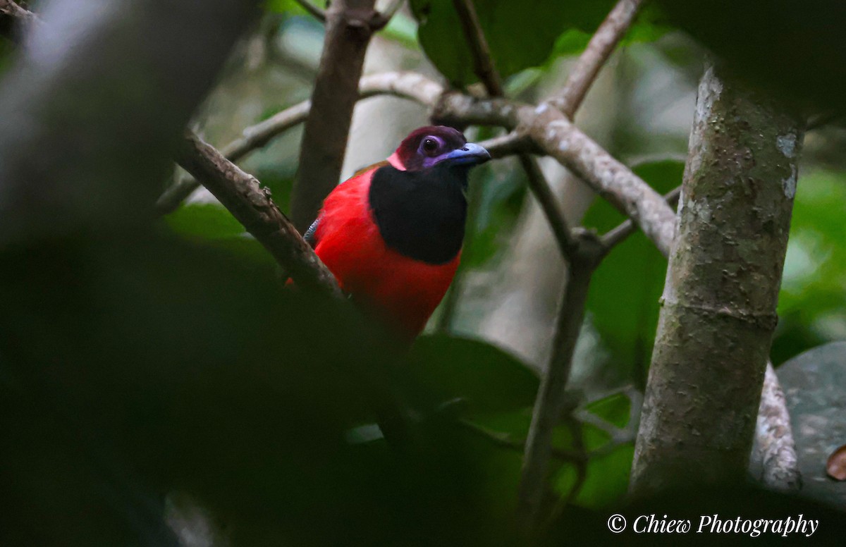 Diard's Trogon - ML637250732