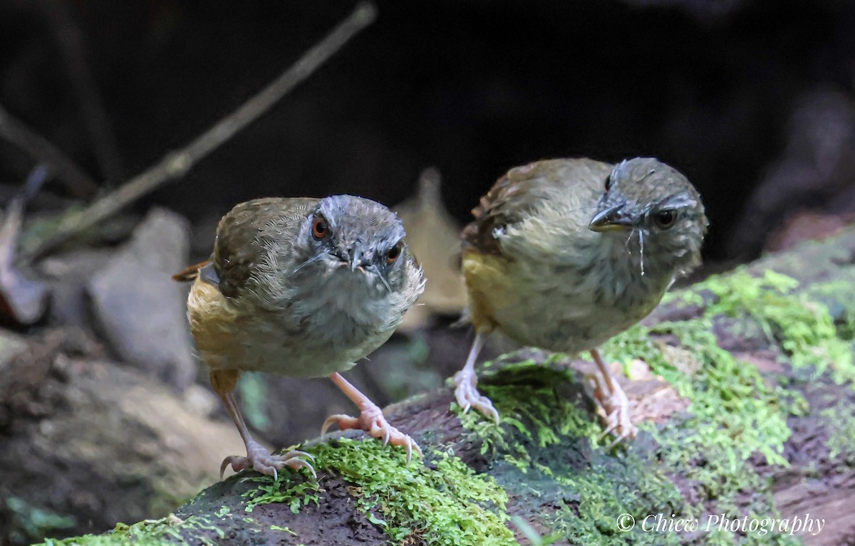 Horsfield's Babbler - ML637250752