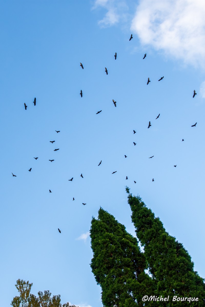 Turkey Vulture - ML637250762