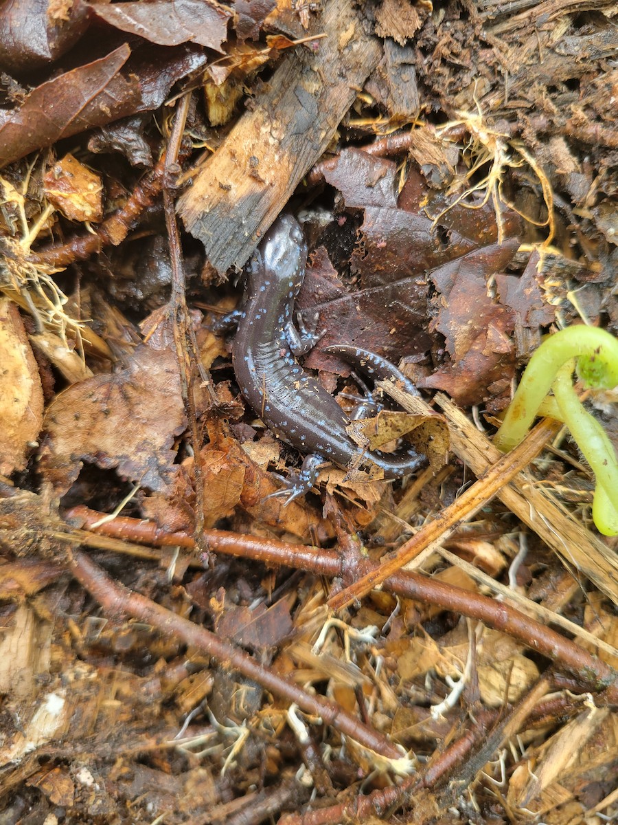 Blue-spotted Salamander - ML637250829