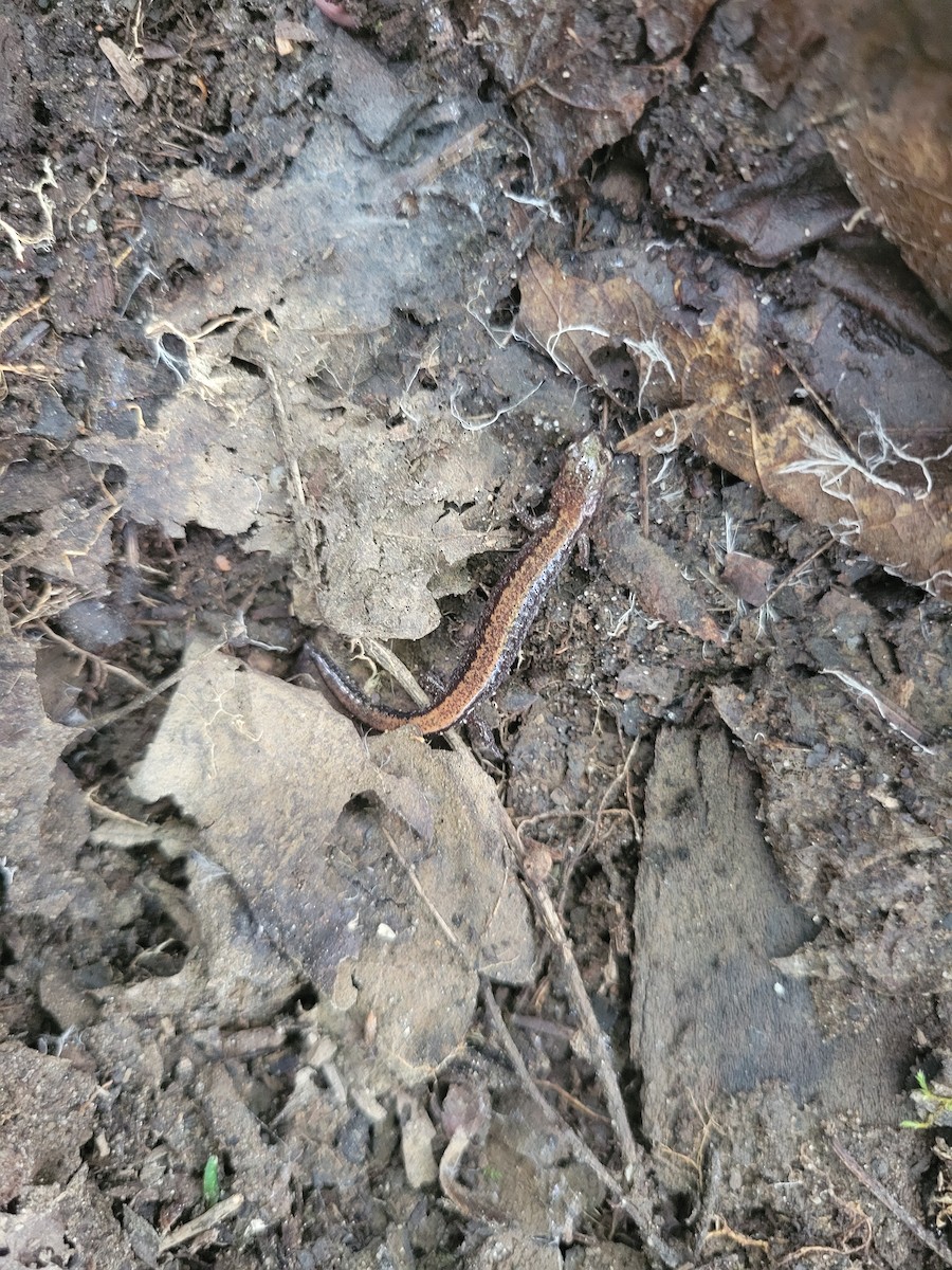 Eastern Red-backed Salamander - ML637250830