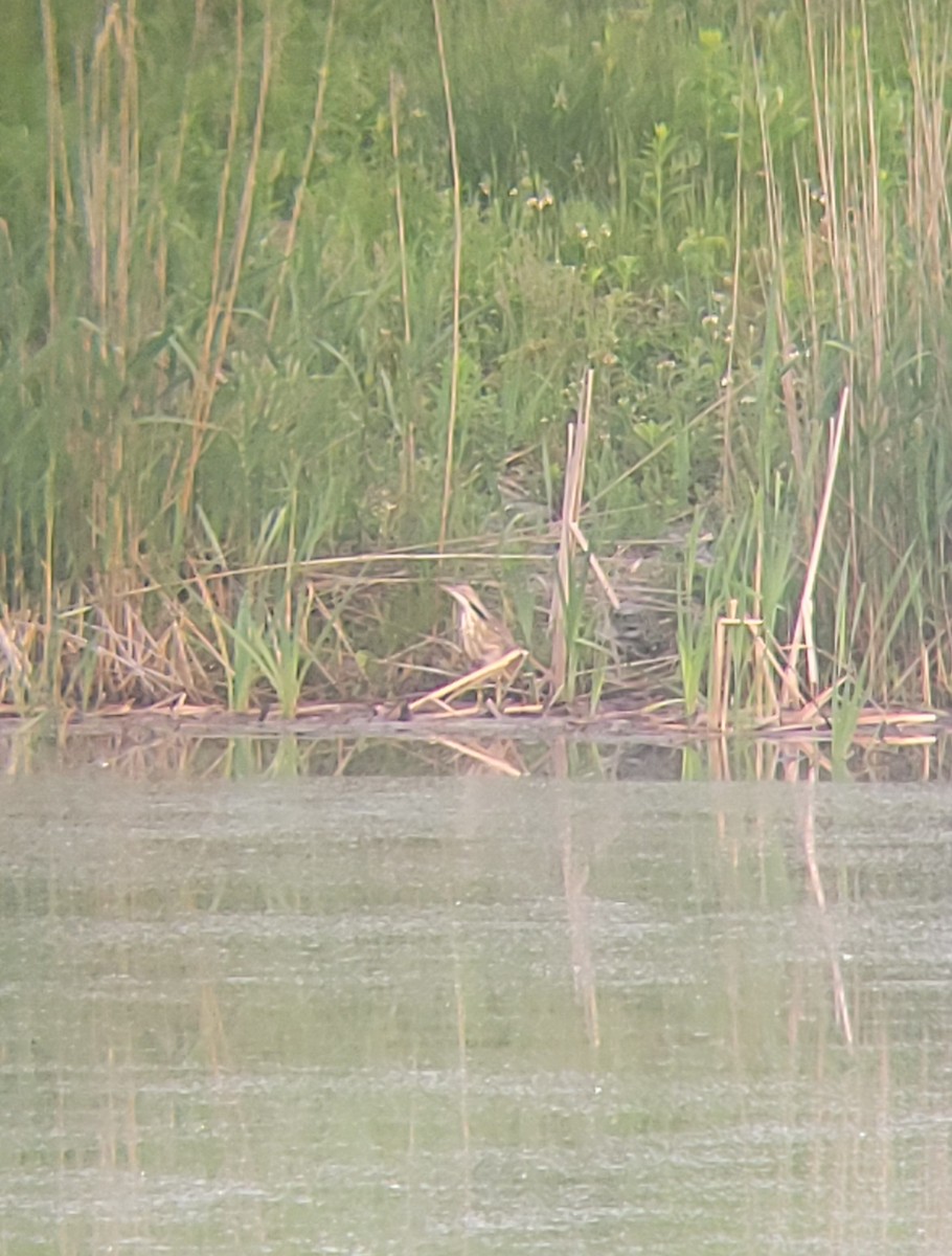 American Bittern - ML637250873