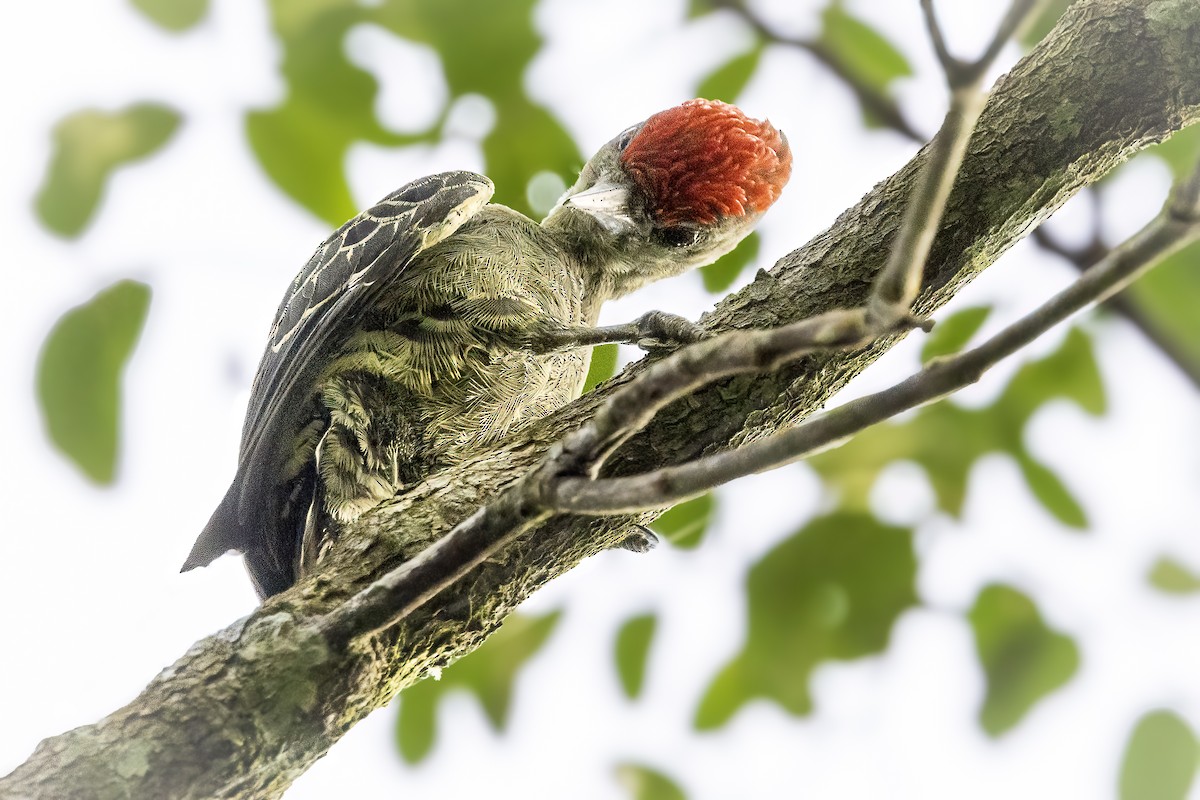 Gray-and-buff Woodpecker - ML637250902