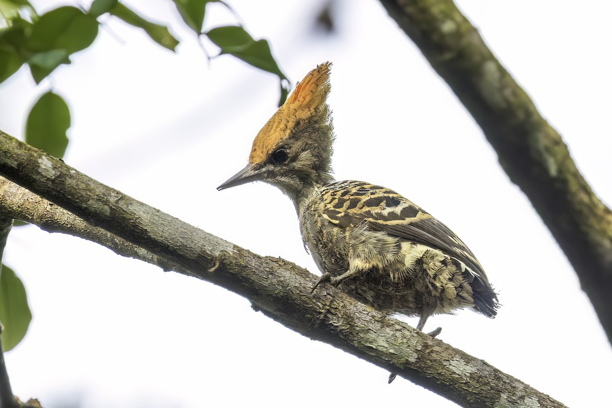 Gray-and-buff Woodpecker - ML637250903