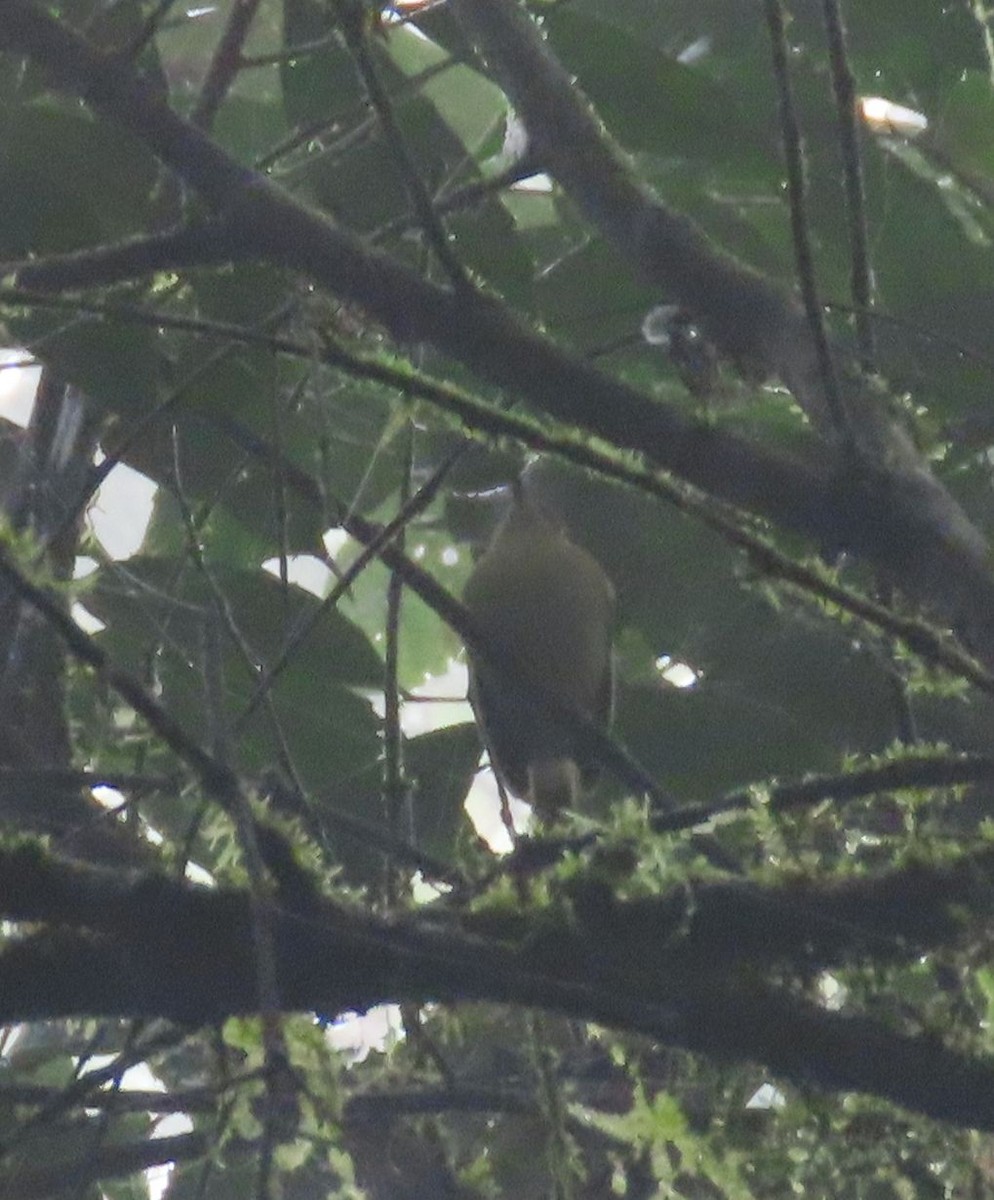 Bahia Tyrannulet - ML637250916