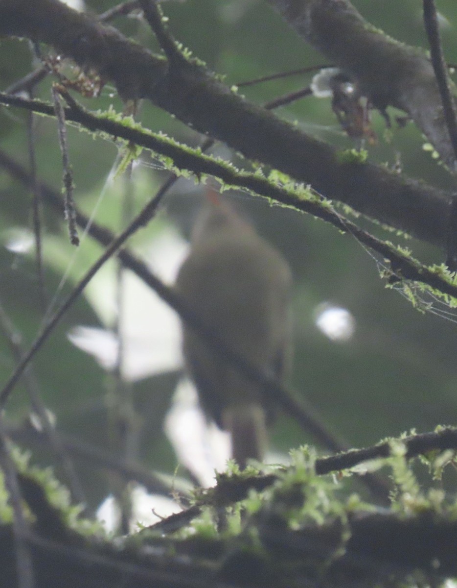 Bahia Tyrannulet - ML637250917
