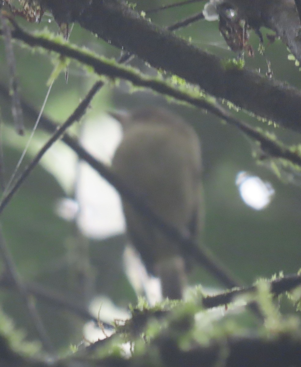 Bahia Tyrannulet - ML637250918