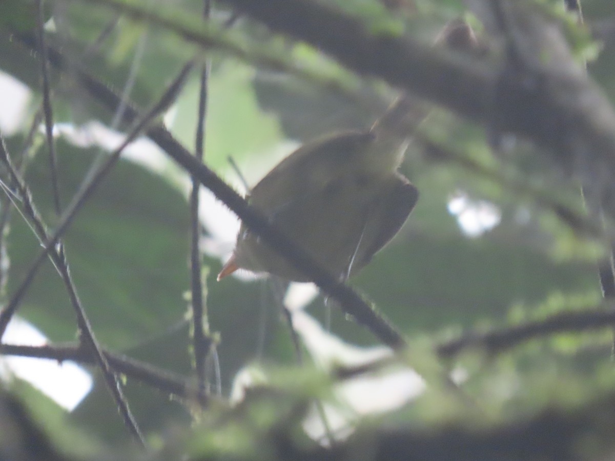 Bahia Tyrannulet - ML637250919