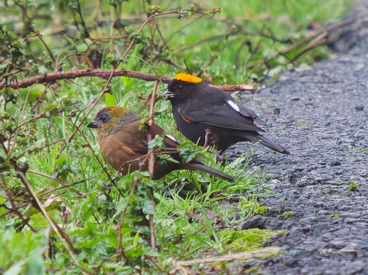 Gold-naped Finch - ML637250926