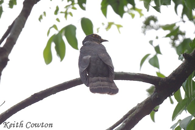 Hodgson's Hawk-Cuckoo - ML637250988