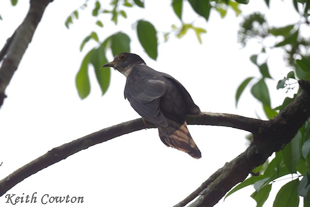 Hodgson's Hawk-Cuckoo - ML637250989
