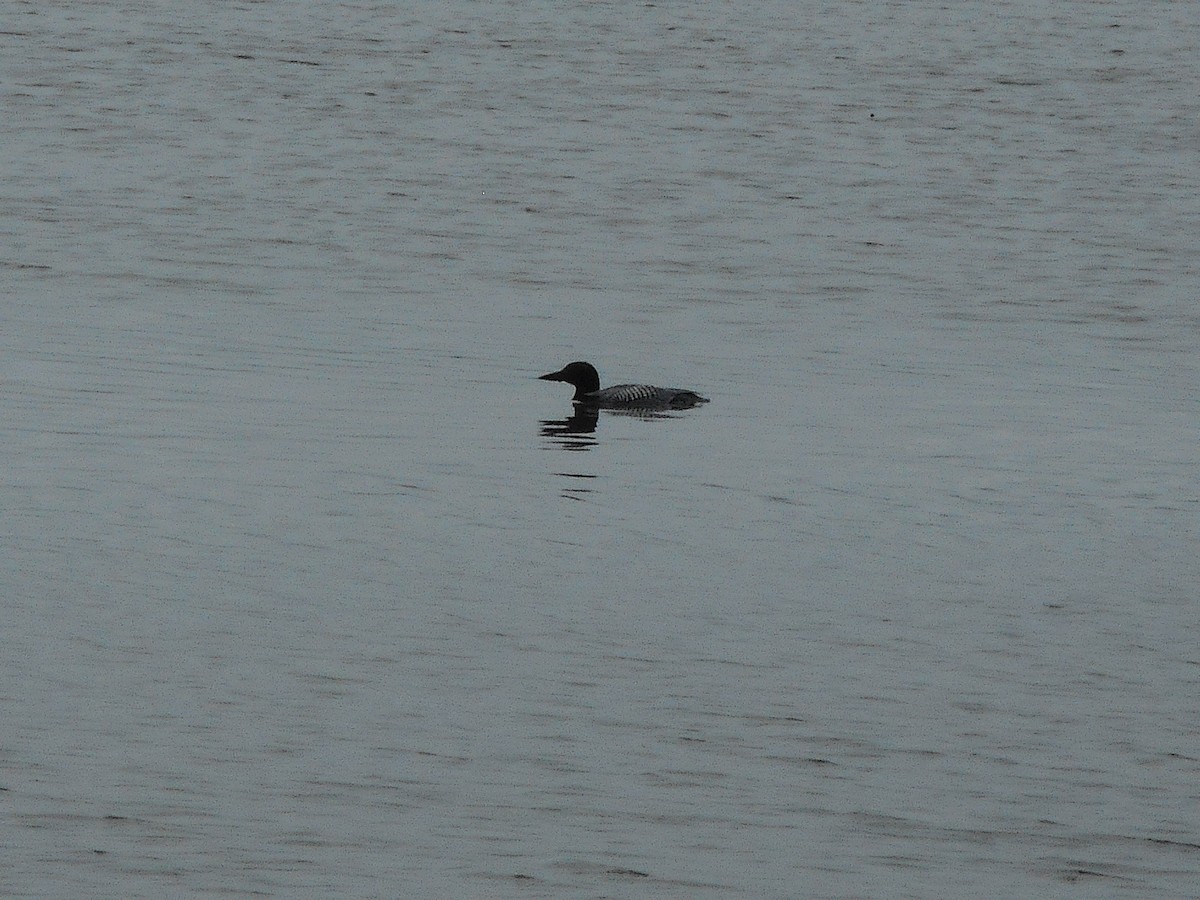 Common Loon - ML637250995