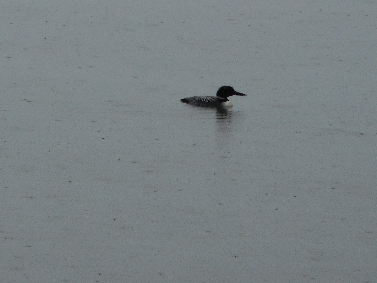 Common Loon - ML637250996