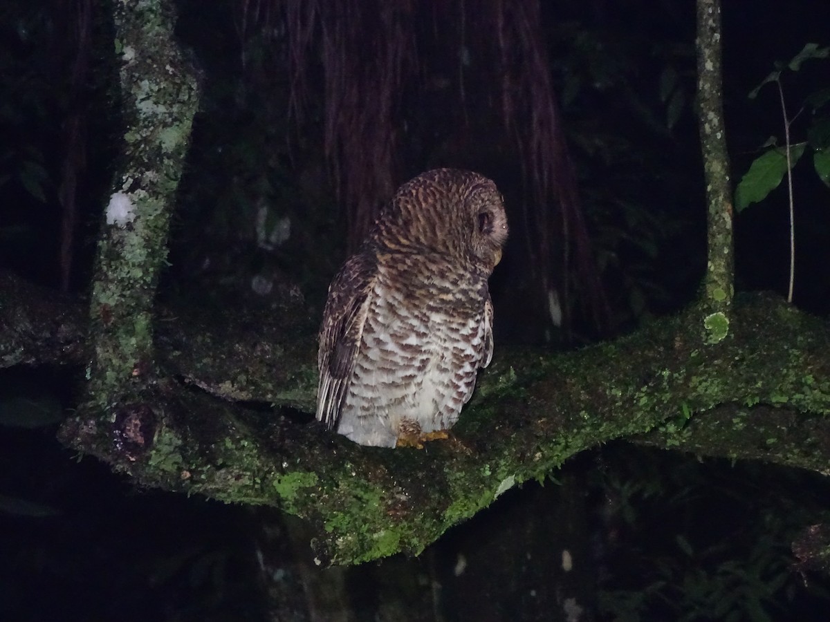Rusty-barred Owl - ML637250997