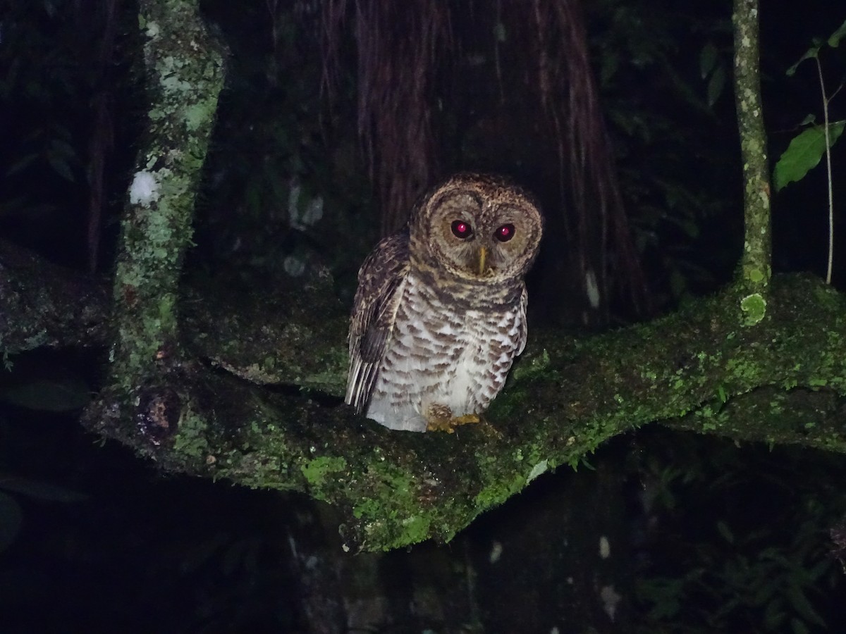 Rusty-barred Owl - ML637250998