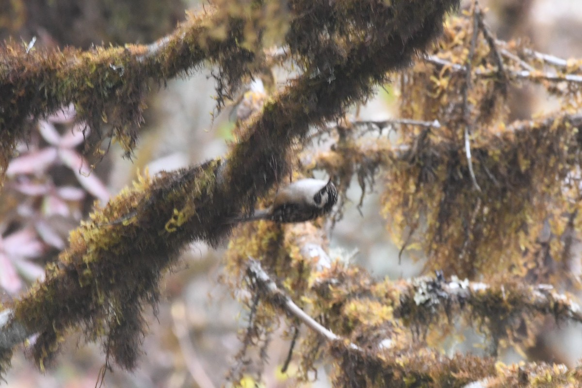 Rusty-flanked Treecreeper - ML637251016