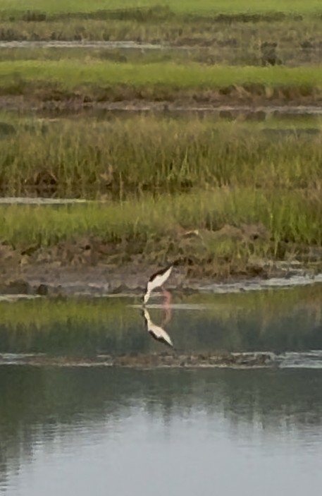 pisila černokrká - ML637251029