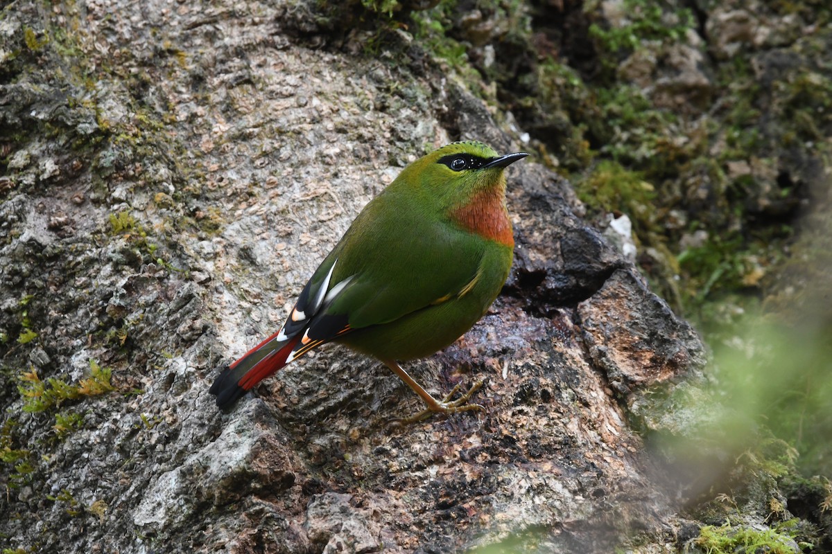Fire-tailed Myzornis - ML637251045