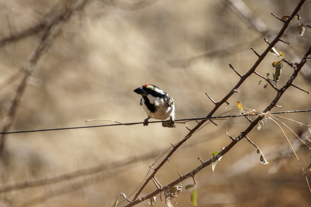 Pied Barbet - ML637251108