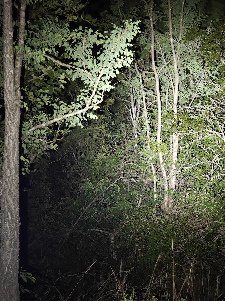 Jerdon's Nightjar - ML637251144