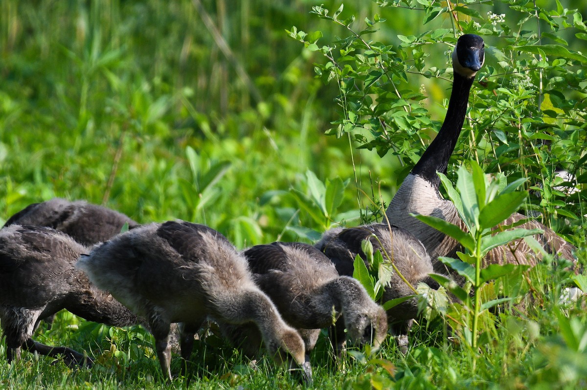 Canada Goose - ML637251157