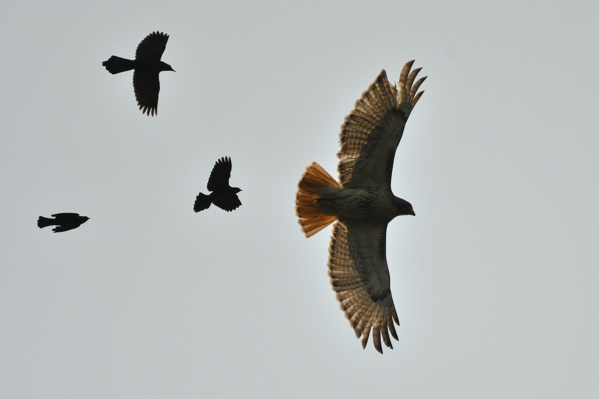 Red-tailed Hawk - ML637251170