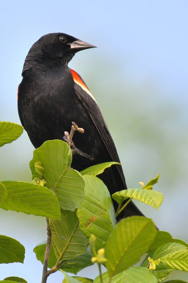 Red-winged Blackbird - ML637251178