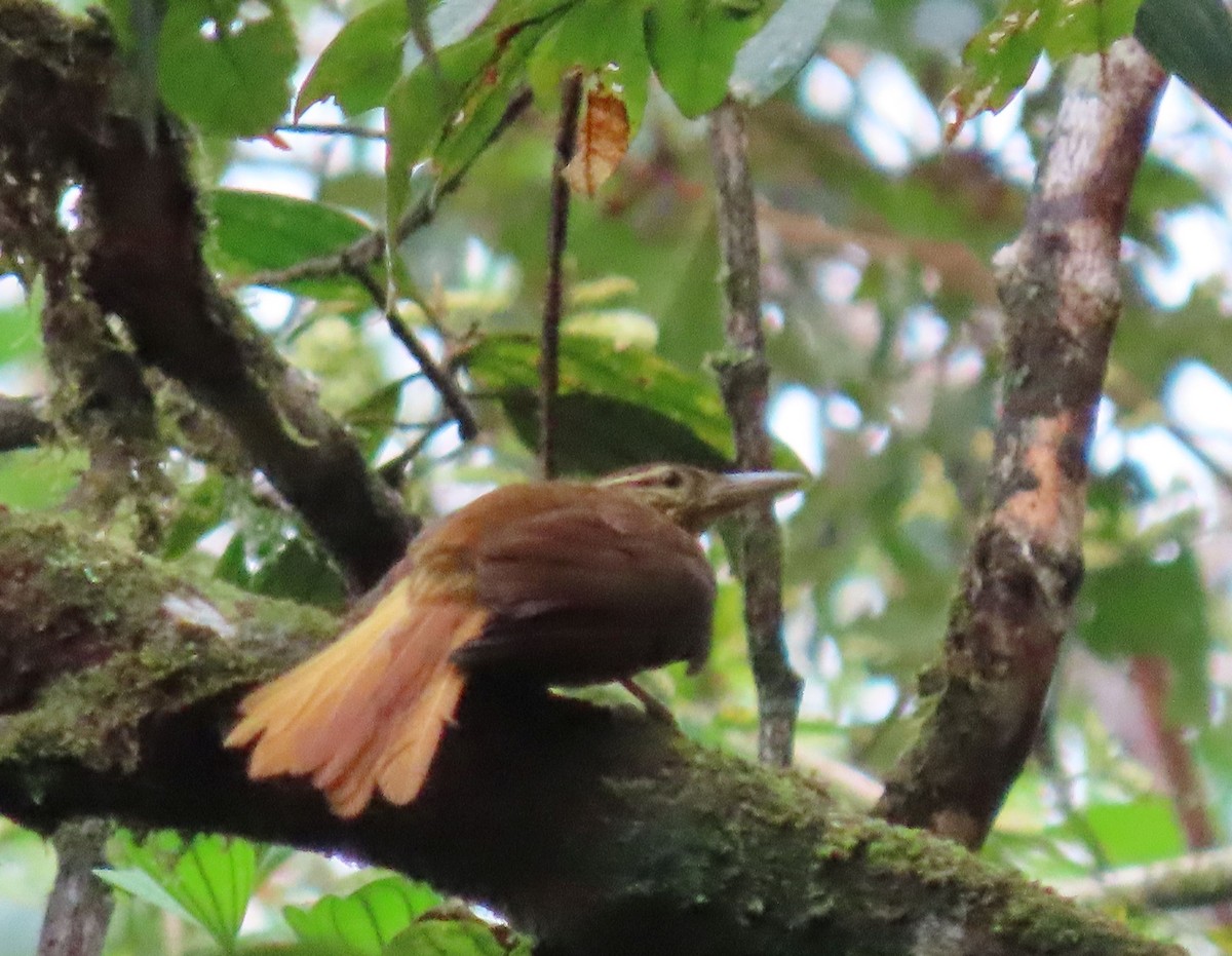 Pale-browed Treehunter - ML637251179