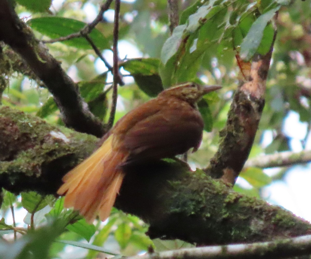 Pale-browed Treehunter - ML637251180