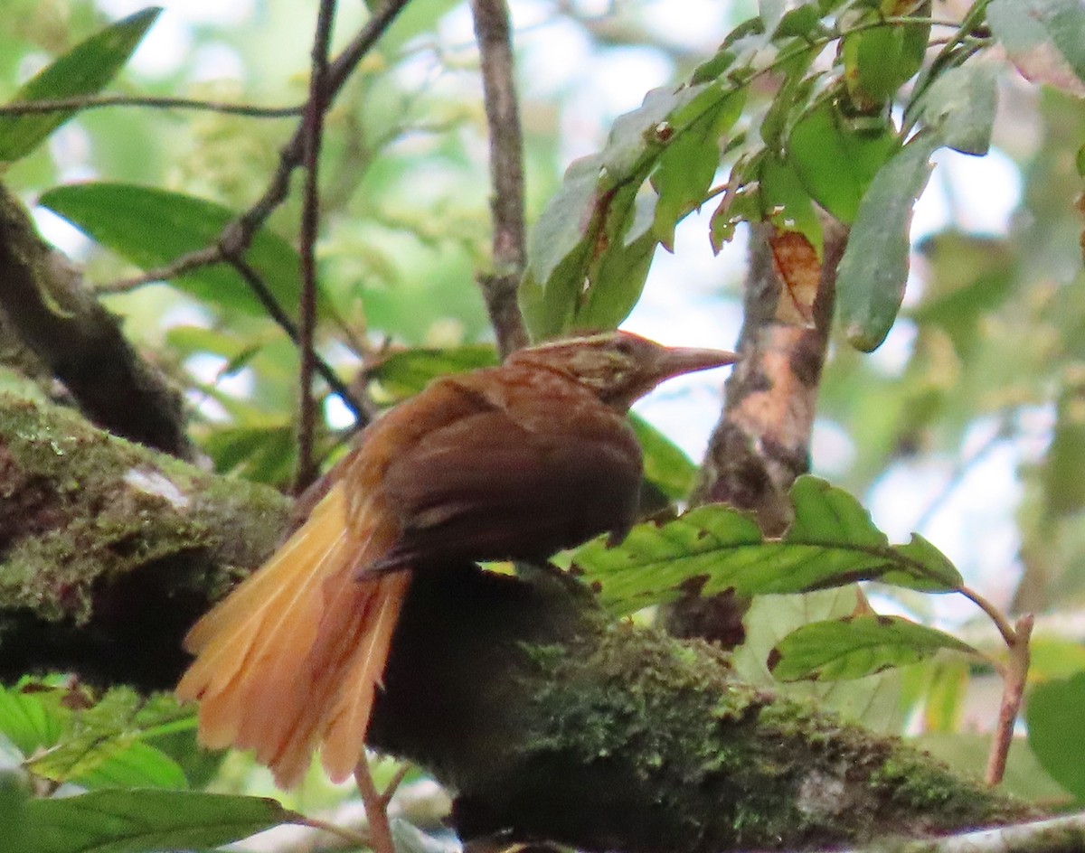 Pale-browed Treehunter - ML637251183