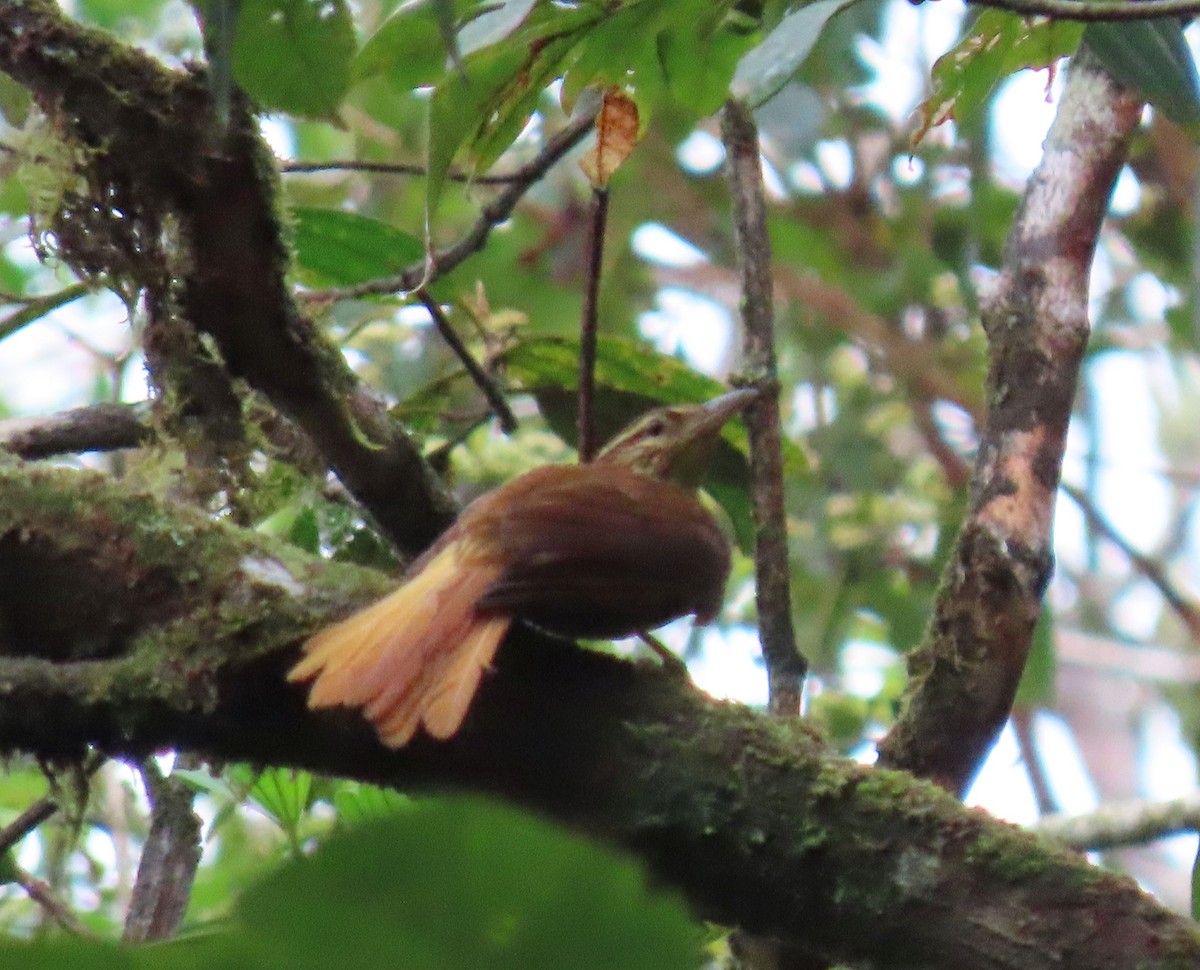Pale-browed Treehunter - ML637251184