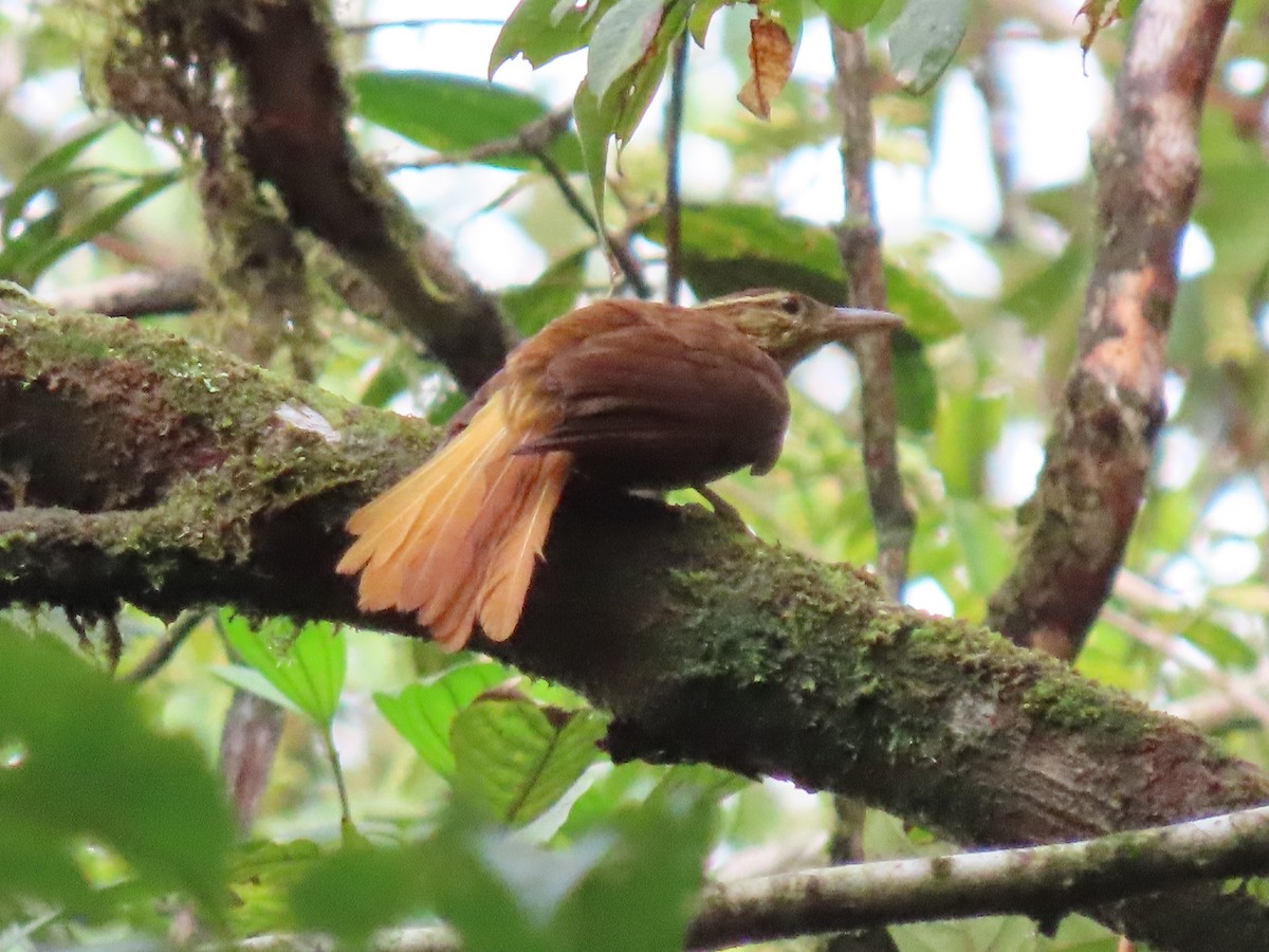 Pale-browed Treehunter - ML637251186