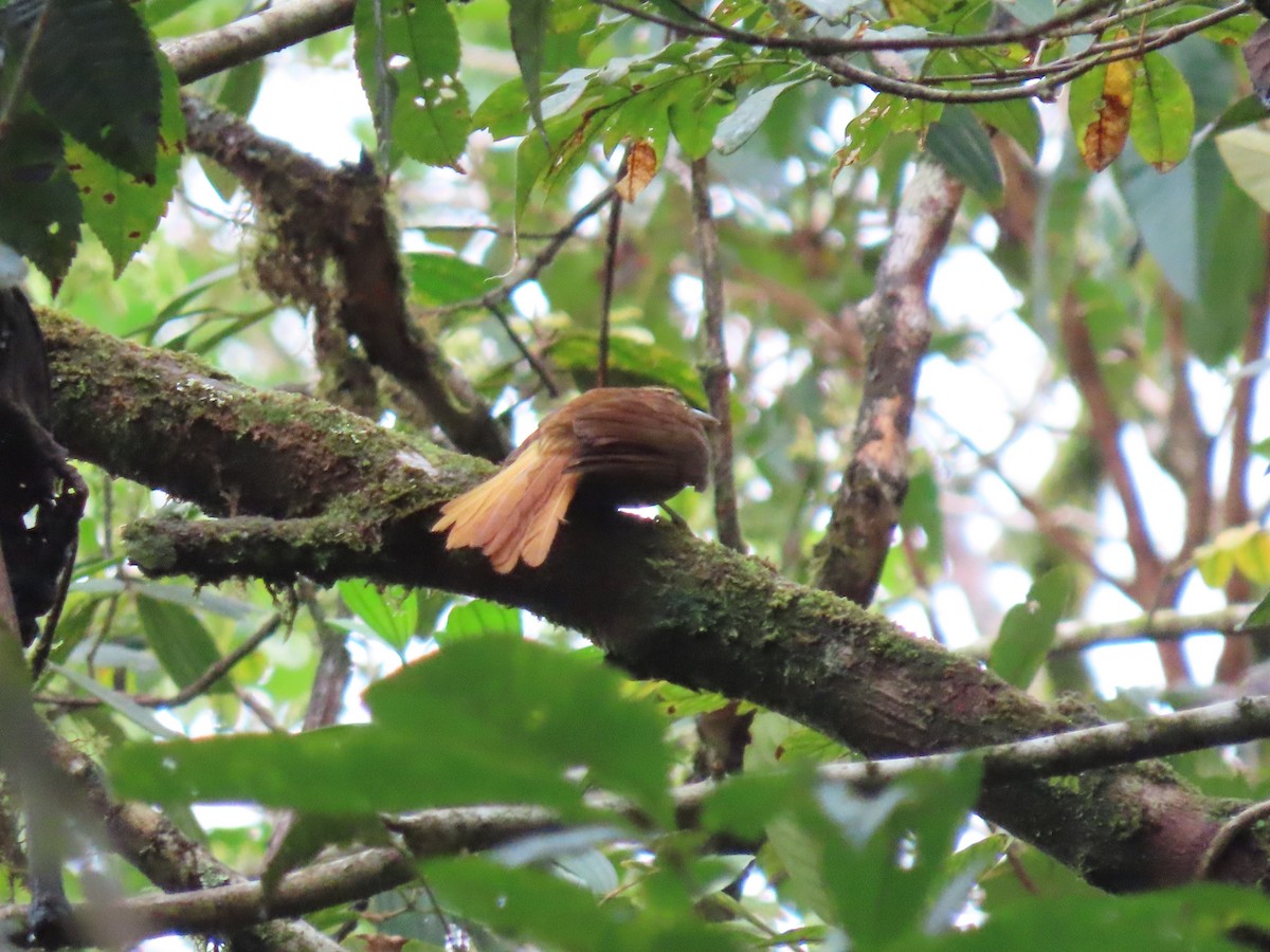 Pale-browed Treehunter - ML637251187
