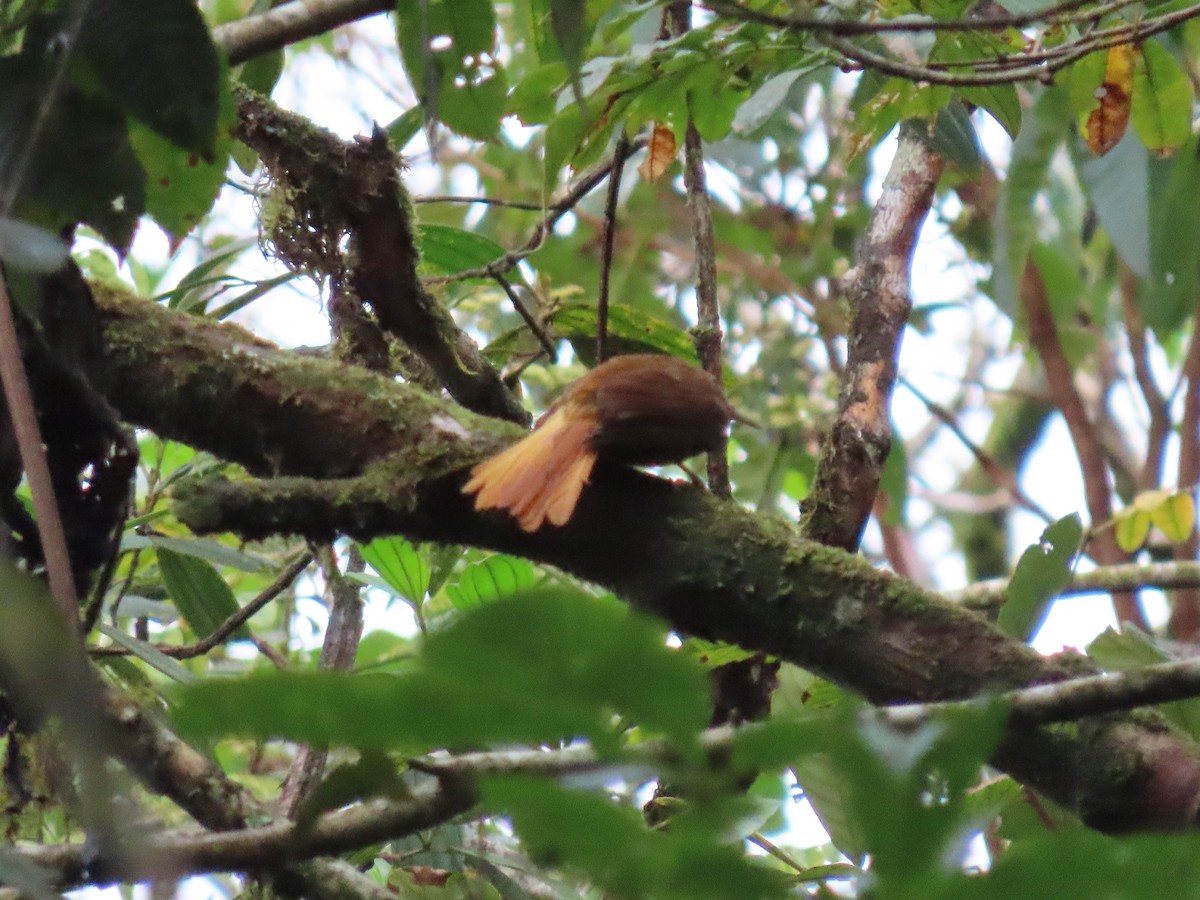 Pale-browed Treehunter - ML637251188