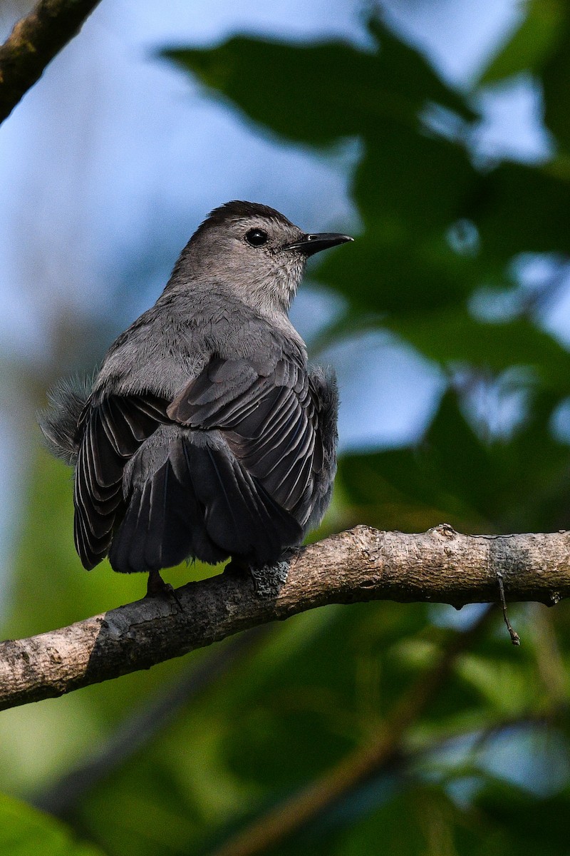 Gray Catbird - ML637251202