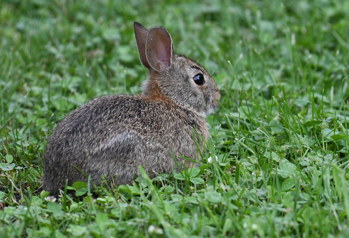 Eastern Cottontail - ML637251212
