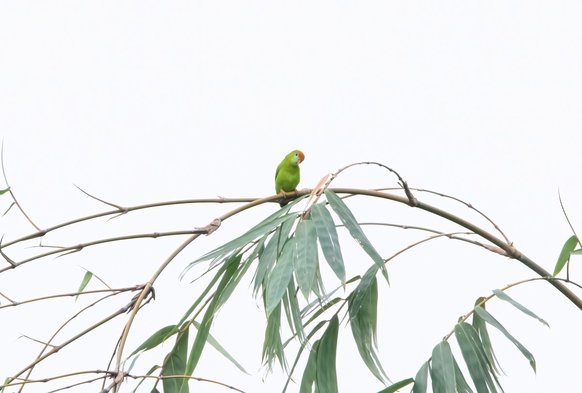 Philippine Hanging-Parrot - ML637251234