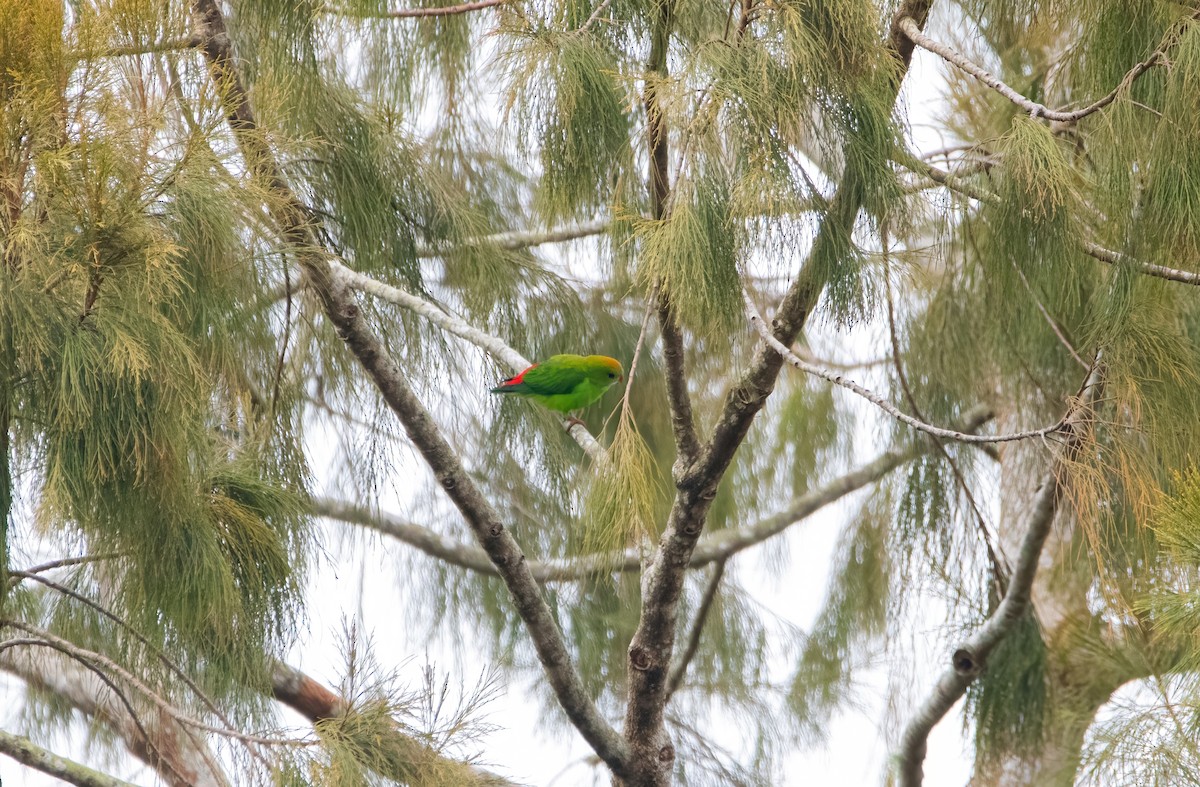 Philippine Hanging-Parrot - ML637251235