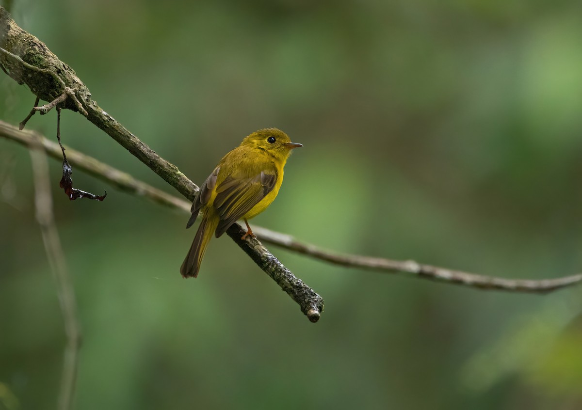 Citrine Canary-Flycatcher - ML637251239