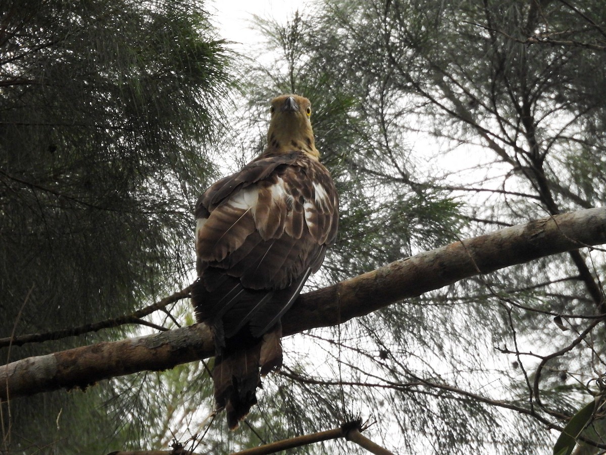 Philippine Honey-buzzard - ML637251280