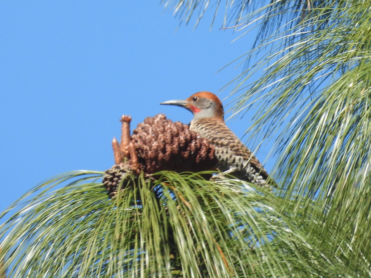 Guatemalan Flicker - ML637251306