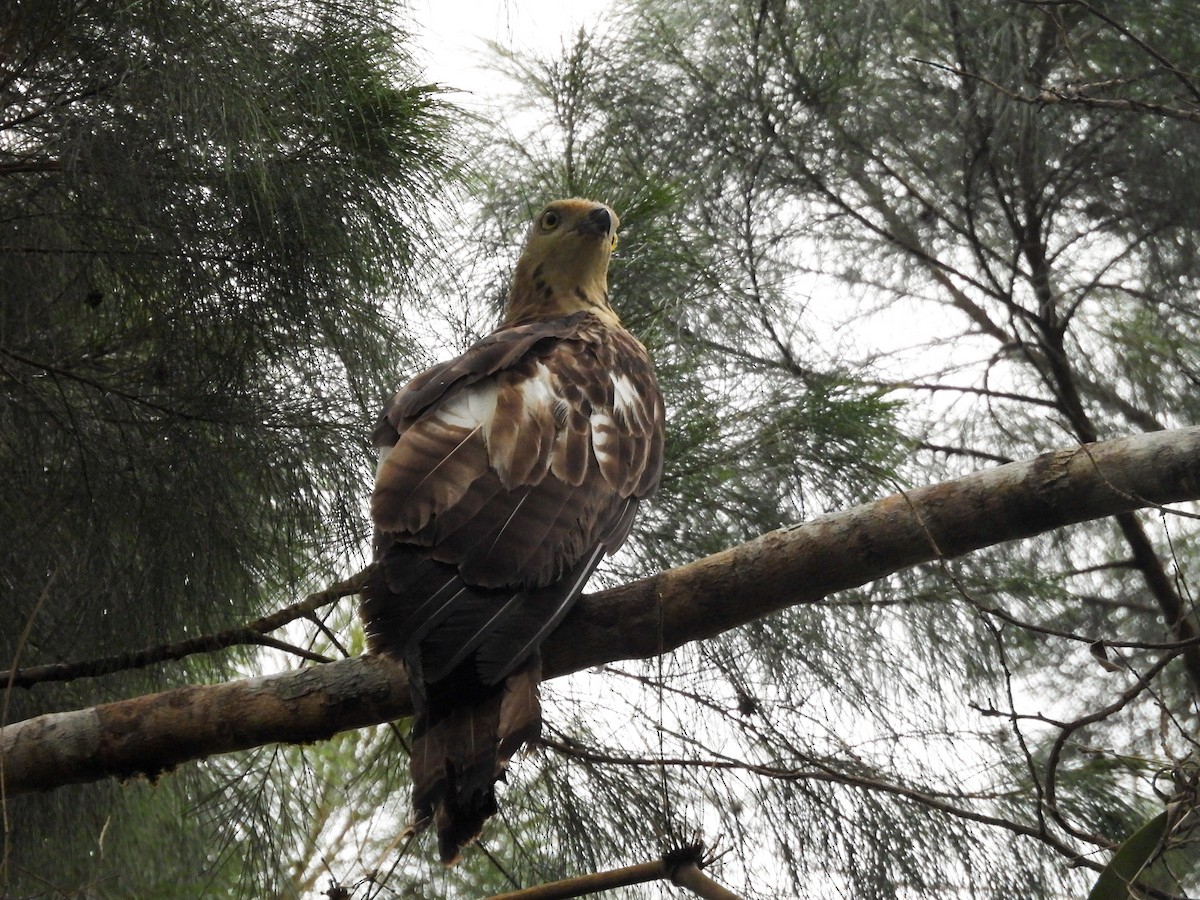 Philippine Honey-buzzard - ML637251343