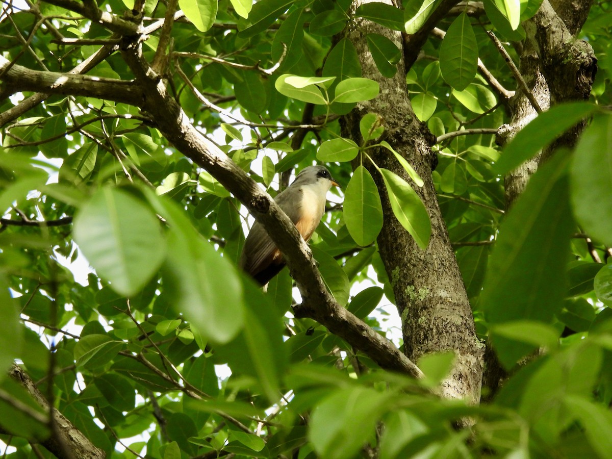 Mangrove Cuckoo - ML637251362