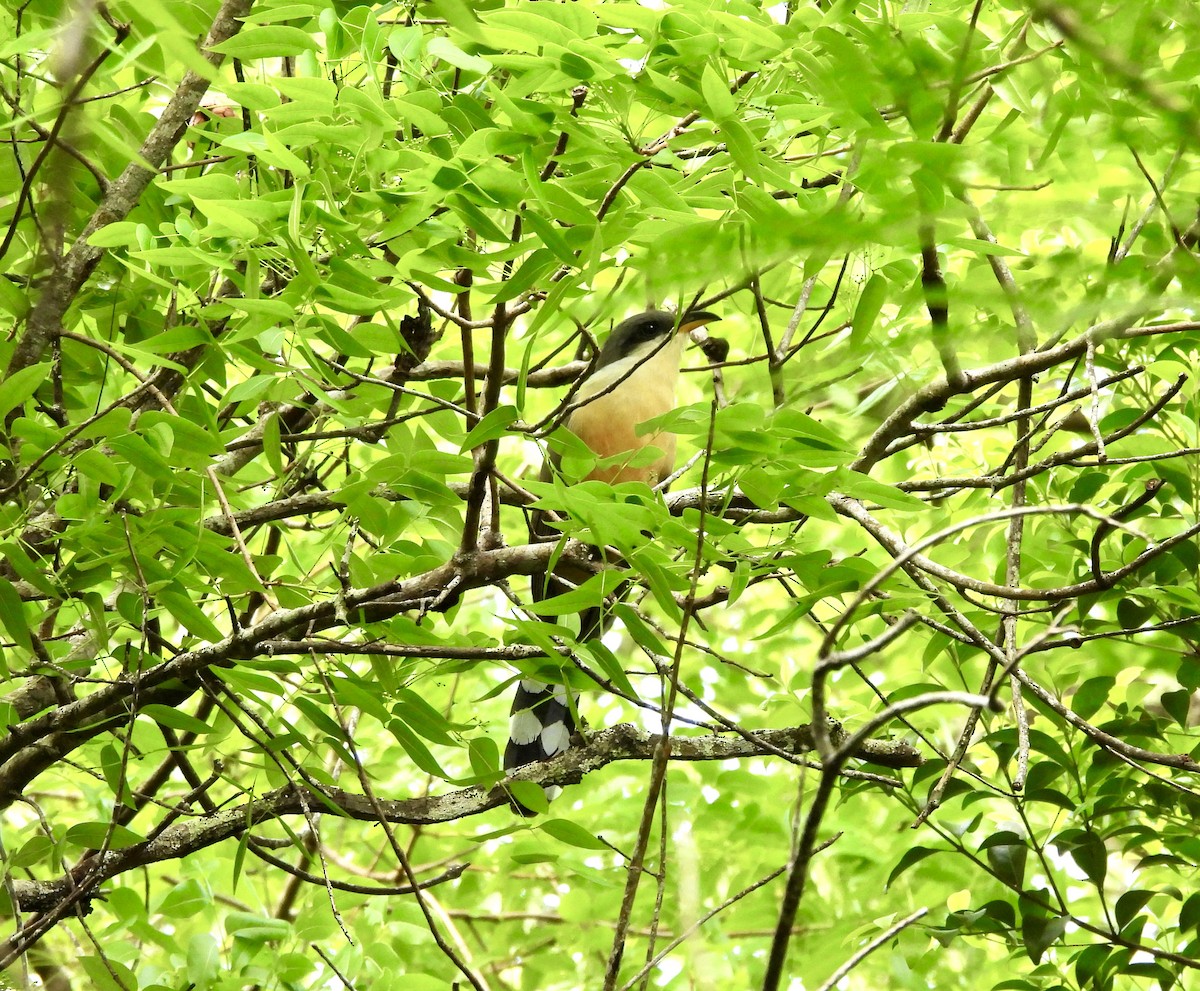 Mangrove Cuckoo - ML637251363