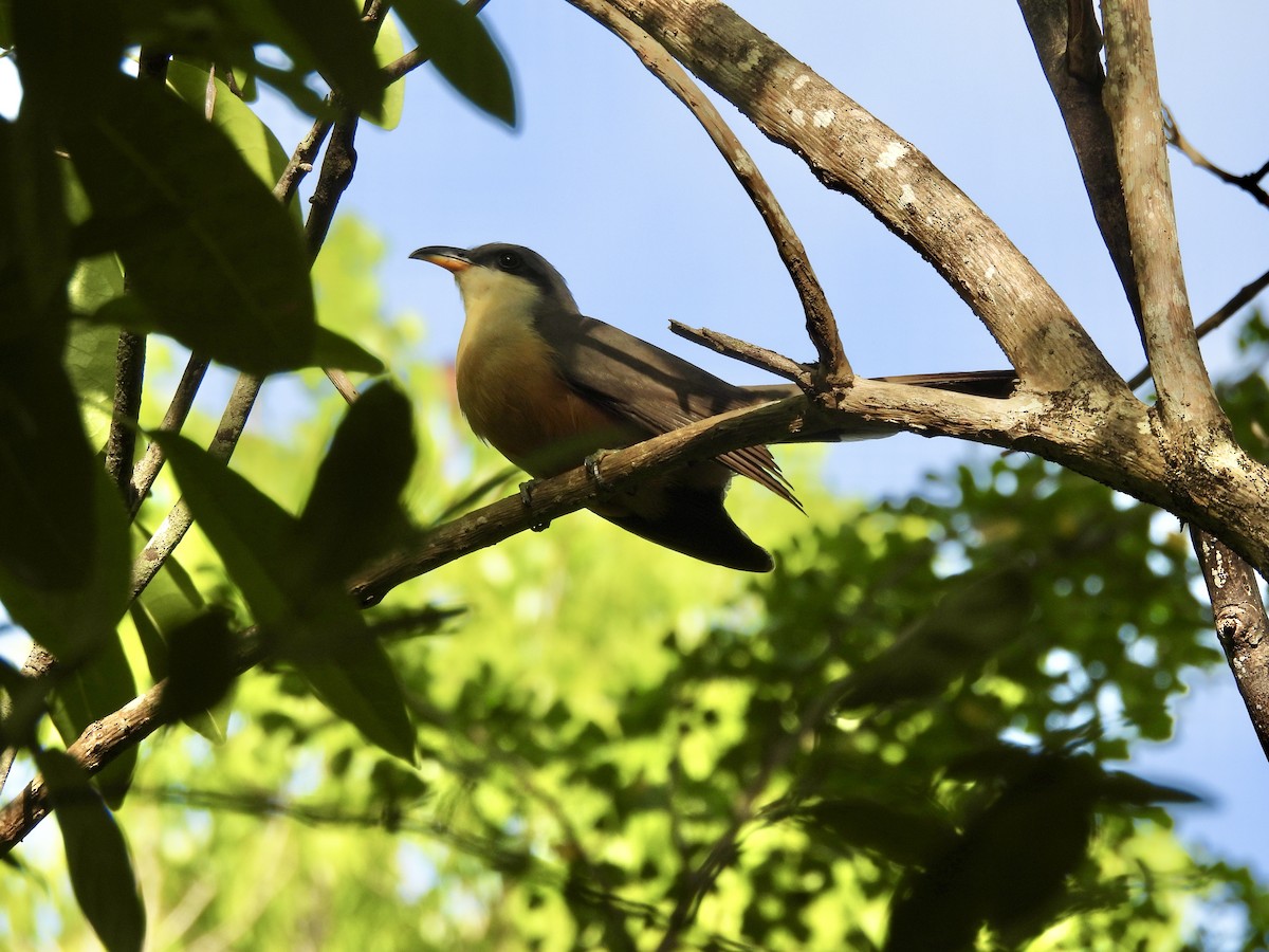 Mangrove Cuckoo - ML637251364