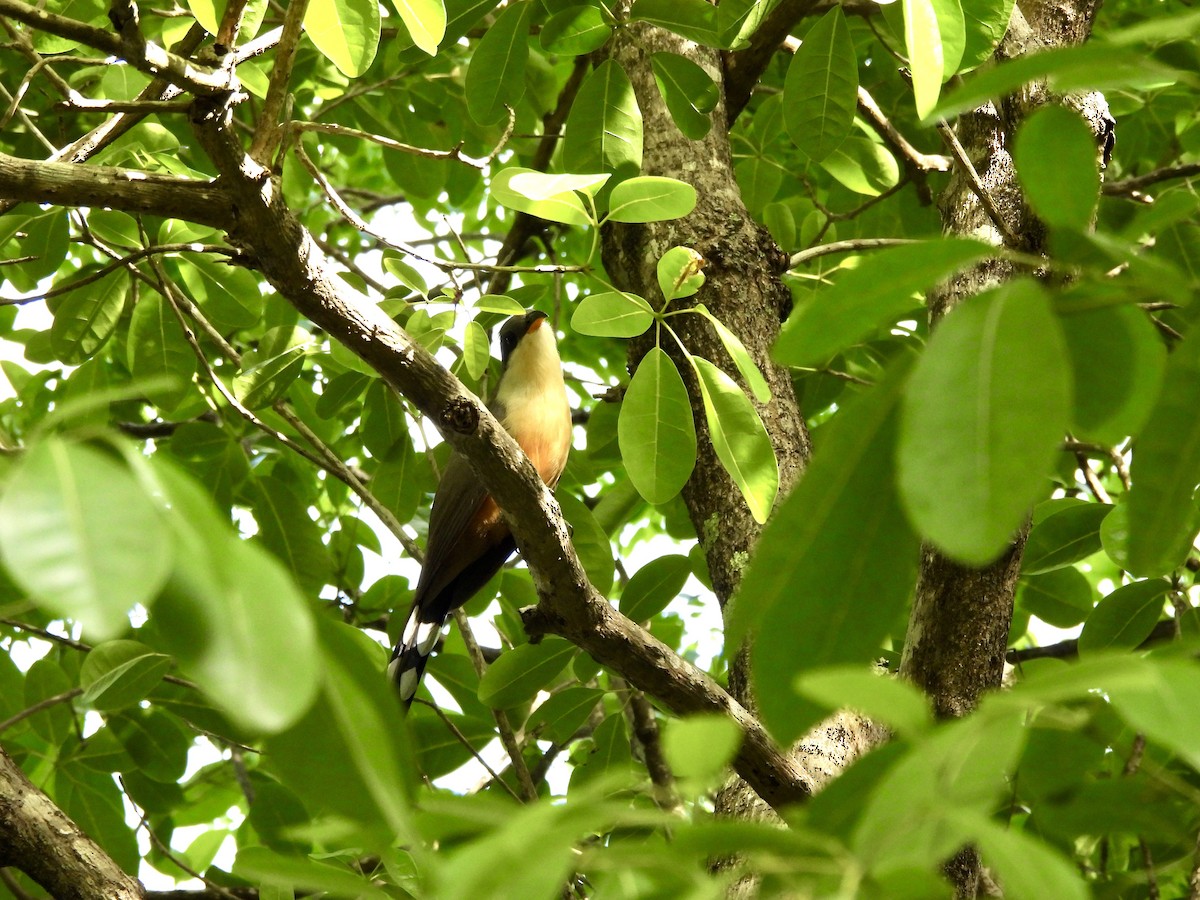 Mangrove Cuckoo - ML637251365